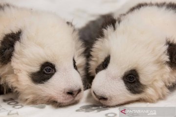 Bayi panda kembar di Kebun Binatang Berlin