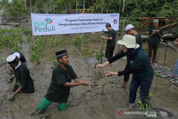 PLN tanam 5000 mangrove dan 1000 pohon produktif di Mempawah
