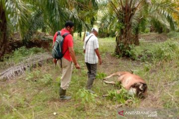 80 sapi mati mengenaskan akibat kekeringan di NTT