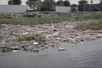 Ratusan bangkai babi cemari Danau Siombak