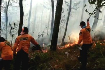 4 hari Gunung Lawu masih terbakar