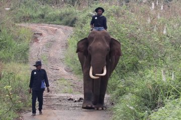 Tim CRU Das Peusangan patroli bersama gajah jinak