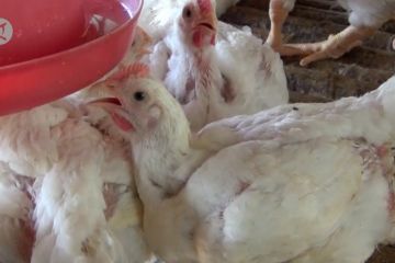 Ratusan ayam ternak di Kendari mati akibat cuaca panas