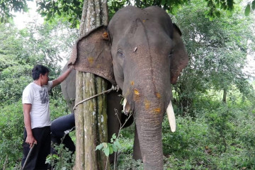 Gajah jinak di Aceh terluka diserang gajah liar