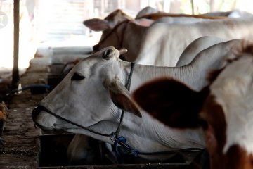 Peternakan sapi modern yang mampu memberdayakan masyarakat