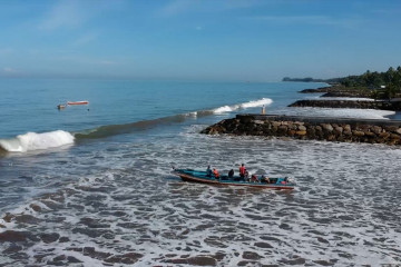 Pohon Pinago untuk pemulihan abrasi pantai