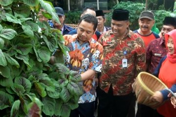 Disketapang Tangerang ajak masyarakat budidaya tanaman hidroponik