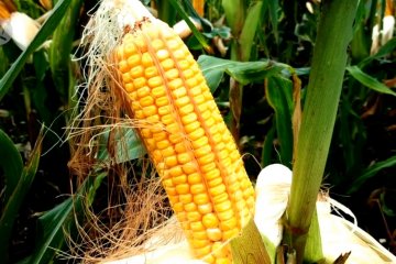 Pengusaha lokal Kotim kembangkan jagung bersekala besar