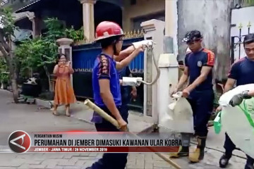 Perumahan di Jember dimasuki kawanan ular kobra   