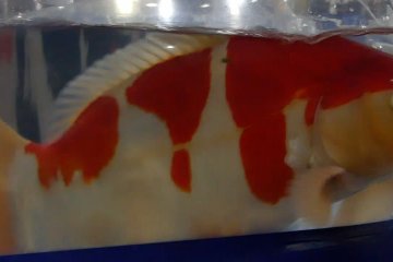 Koi Show Temanggung dongkrak harga jual