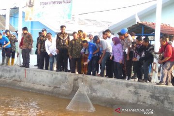 Menteri Kelautan dan Perikanan targetkan produksi udang 5 ton per ha