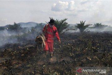 Kebakaran gambut di Kolaka Timur