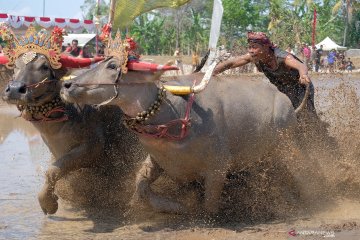 Serunya lomba Makepung Lampit di Bali