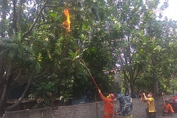 Petugas Damkar usir tawon dengan metode pembakaran