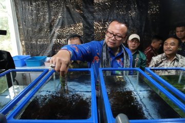 Menteri Edhy terima keluhan pembudidaya rumput laut