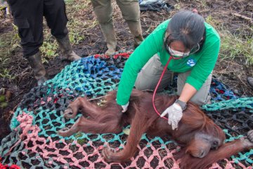 Sembilan orangutan terdampak karhutla diselamatkan BKSDA Kalbar-IAR