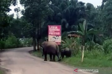 Dekat markas polisi di Mandau, dua gajah sumatera liar berkeliaran