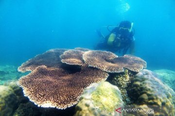 Kunjungan wisatawan mancanegara di Babel naik 167,33 persen