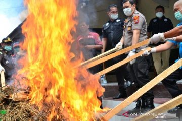 Polres Padangsidimpuan musnahkan 20 kilogram ganja