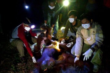 OFI berharap polisi temukan penyiksa orangutan di Seruyan