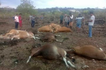 Belasan ekor sapi tewas tersambar petir di Kupang