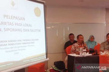 Padi Siporang Tapsel  jadi varietas unggul nasional