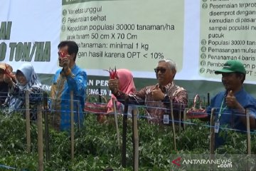 Dongkrak produksi cabai nasional Kementan luncurkan program proliga