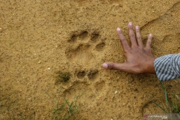 Jejak harimau sumatra ditemukan di pedesaan Kampar Riau
