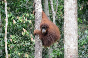Orangutan di Taman Nasional Bukit Tigapuluh