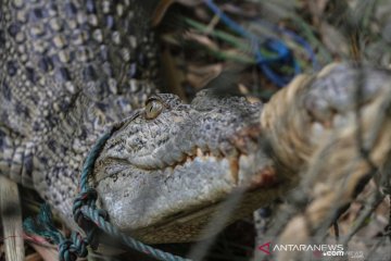 Usai kemunculan buaya muara, warga diimbau tak dekati Sungai Lematang