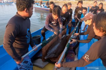Lumba-lumba hasil sitaan dipindahkan ke Taman Nasional Bali Barat
