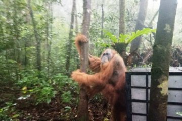 BBKSDA lepasliarkan satu individu Orangutan di Cagar Alam Sibual-buali