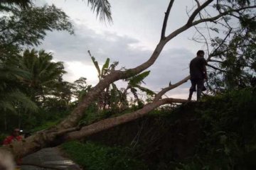 Angin kencang terjang 3 kecamatan di Magelang