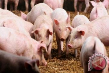 Virus ASF tak pengaruhi ekspor babi Kepri ke Singapura