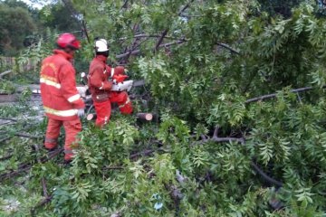 Dakmar Jaktim evakuasi dua pohon tumbang di Cakung