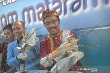 NTB siapkan program pengembangan budi daya lobster