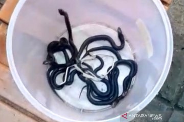 Sembilan ular kobra dievakuasi petugas Damkar di Cakung
