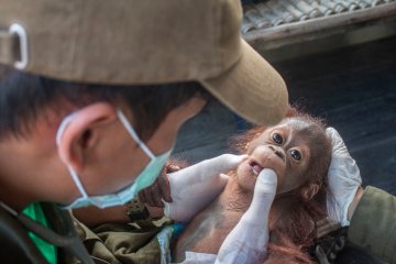 BKSDA Kalbar-IAR evakuasi satu anak orangutan di Ketapang