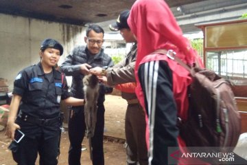 Tiga hari pencarian, monyet liar ditangkap di JPO Grogol