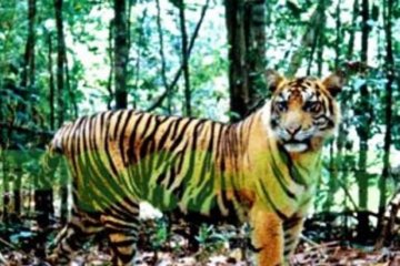 BBKSDA Riau tangani kasus kemunculan harimau liar di perusahaan
