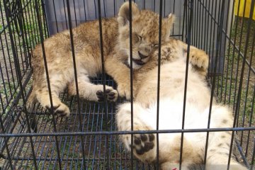 Polda Riau selamatkan empat bayi singa Afrika
