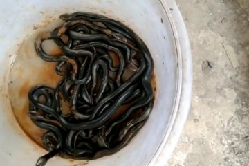 Belasan ular kobra ditemukan di kloset warga Kembangan