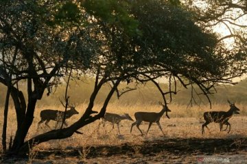 Sumber makanan menipis sebabkan harimau keluar teritori