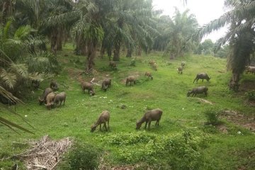 Populasi ternak kerbau di Lebak menurun