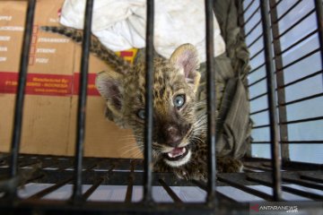Bayi macan tutul selundupan mati di Kebun Binatang Kasang Kulim