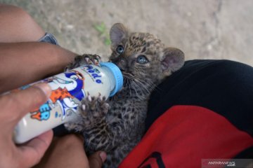 Bayi Leopard dan Singa disita dari sindikat perdagangan satwa internasional