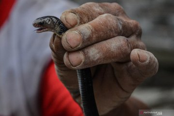 Penemuan ular kobra di pemukiman Tasikmalaya