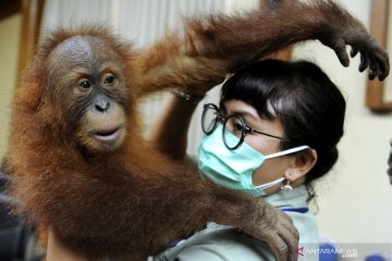 Translokasi orangutan