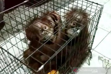 Induk bayi orangutan terlantar diperkirakan sudah dibunuh