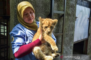 Empat bayi singa korban perdagangan satwa mulai pulih dari stres
